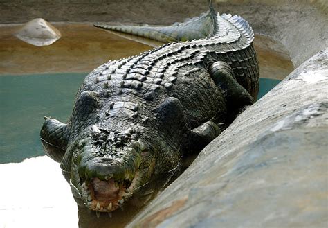 Remembering Lolong The Largest Saltwater Crocodile Who Died Of Stress