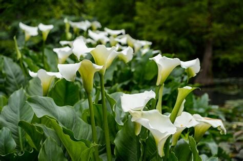 Calla Lily Zantedeschia Plant Grow And Care For Calla Lilies Bbc