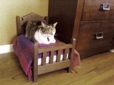 Cool Info Xone Best Things About Cat Bedtime