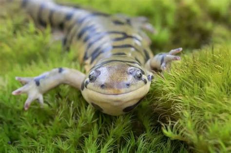 Do Salamanders Make Good Pets 6 Popular Pet Salamander Species