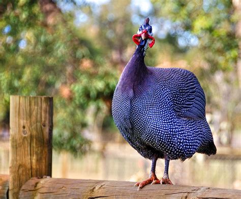 Royal Purple Guinea Fowl Facts Origins Characteristics And Pictures