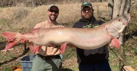 Man Catches Record Breaking 51 Pound Muskellunge In West Virginia Cbs