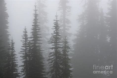 Evergreen Trees In Fog At Mount Rainier National Park Photograph By Tom