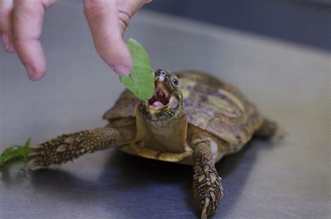 How to tell when it's time to water your cactus: What Tortoises, Aquatic and Box Turtles Eat : Feeding ...