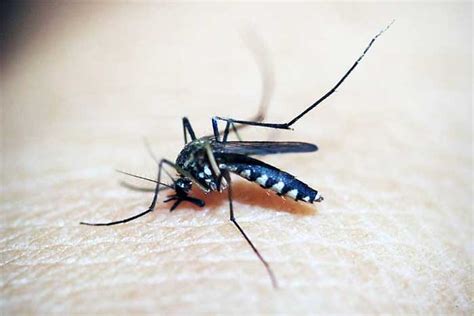 Penyakit Yang Disebabkan Oleh Nyamuk Contohnya Adalah Homecare24