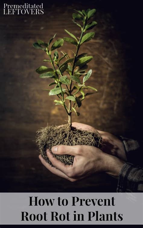 This is why it's so important to understand what exactly it is, and then how to identify it, treat it, and prevent it to keep your plants healthy and thriving. How to Prevent and Treat Root Rot in Plants and Keep Your ...