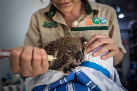 When Natural Disaster Strikes Wildlife Pays A Heavy Price