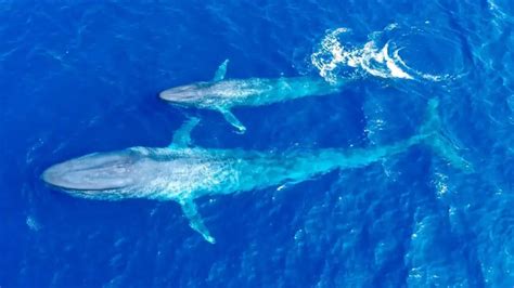 10 Interesting Blue Whale Facts With Pictures Pickytop