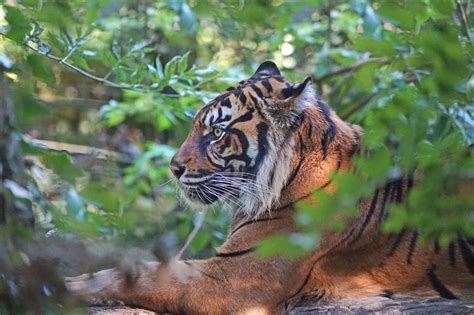 Tigre De Sumatra Zoo Parc De Beauval France Sumatran Tiger