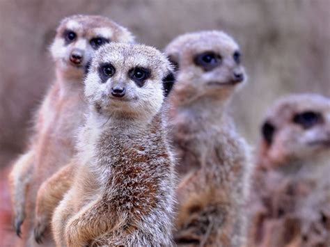 Meerkats Revealed As Most Murderous Mammal Known To Science The