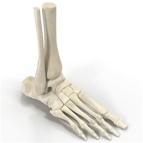 Max Human Skeleton Foot
