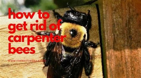 How To Get Rid Of Carpenter Bees Trapping Or Deterring Carpenter Bees