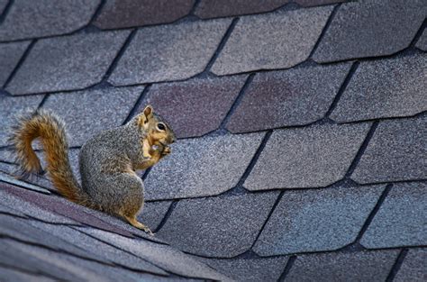 Roof Damage: Most Wanted Critters, Squirrel Edition - Best ...
