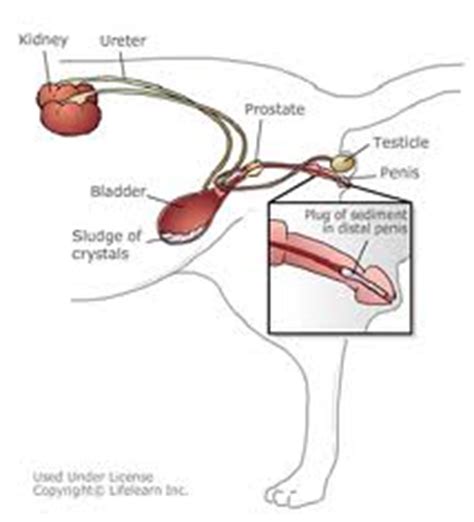 Urine flows from the kidneys down the ureters and into the bladder, where it is stored until it is released through the urethra. Between a rock and a hard place - Urinary tract ...