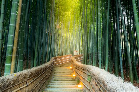 Бамбуковый лес Sagano Bamboo Forest Сагано Киото Япония Hd фото