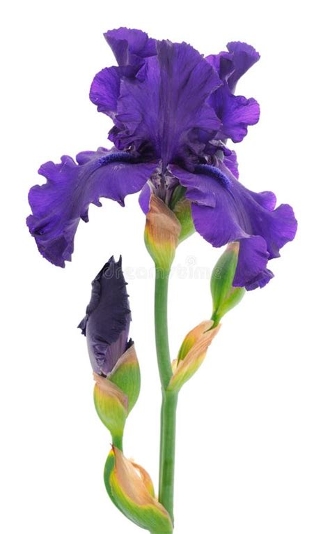 Iris Flower Isolated Stock Image Image Of Color Greeting 248604133