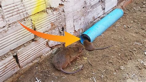 Awesome Quick Pvc Rat Trap Rat Trap In Action Rat Traps Rats Homemade Mouse Traps