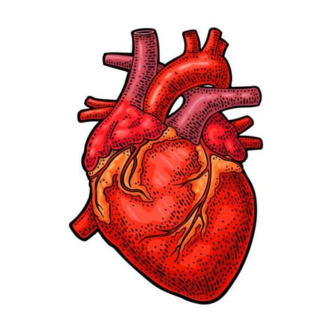Top 60 Human Heart Sketch Clip Art Vector Graphics And Illustrations