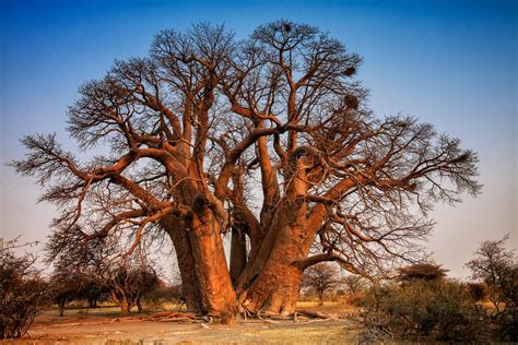 Treegirlafrican Baobab Adansonia Digitata Treegirl Intimacy With