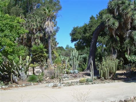 Cactus Garden Arizona Cactus Garden Stanford University I Flickr