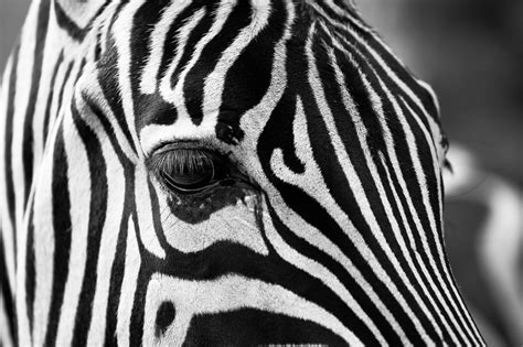Zebra Stripes Pictures, Photos, and Images for Facebook, Tumblr, Pinterest, and Twitter