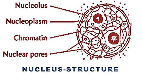 What Is The Structure Of The Nucleus In An Animal Cell The Nucleus