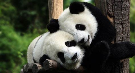 Panda Bears Facts And Pictures