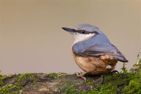 In order to attract birds to your garden you will need to ensure that birds are attracted to the sound of running water, so a fountain may help get more birds into your garden. How to Look After Wild Birds in Your Garden | Feldy Bird ...