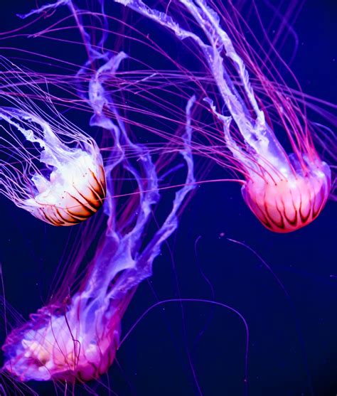 Free Images Jellyfish Invertebrate Fluorescent Cnidaria Organism