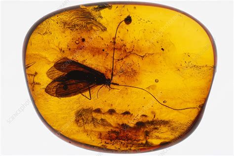 Insect In Amber Stock Image C0524181 Science Photo Library