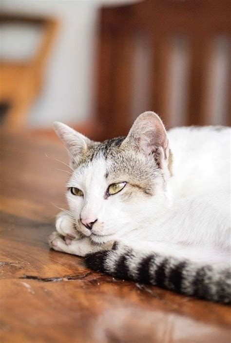 The effects of the extra copy varies greatly from individual to individual. Can Cats Have Down Syndrome? The Lowdown on Feline DS ...