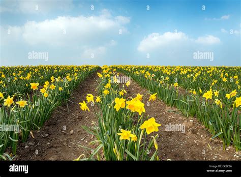 Fields Of Daffodils Hi Res Stock Photography And Images Alamy