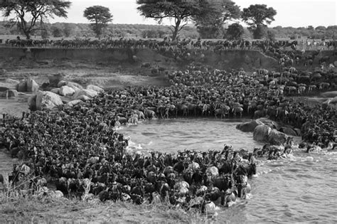 The Great Wildebeest Migration The Move Throughout The Year