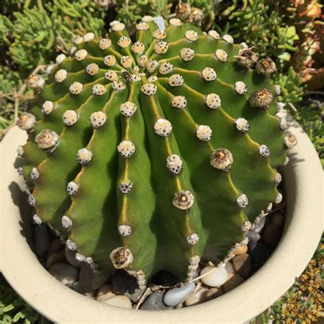 Echinobivia Rainbow Burst Cactus An Intergeneric Hybrid Of Echinopsis