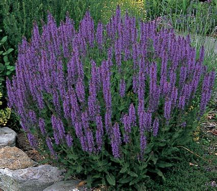 Garden goods direct offers a variety of deer resistant shrubs. Deer Resistant Gardening: Sunny Deer resistant perennial ...