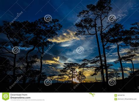 Silhouette Landscape With Pine Forest At Phu Soi Dao National Park