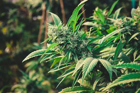 Où faire pousser du cannabis