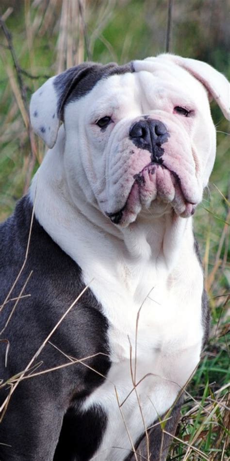 English Bulldogs Are Also Known As The British Bulldogs Are One Of The