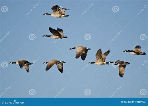 Flock Of Geese Flying In Blue Sky Stock Image Image Of Canada Nature
