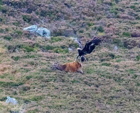 Where Eagles Deer Moment A Golden Eagle Swooped On Its Prey A Deer