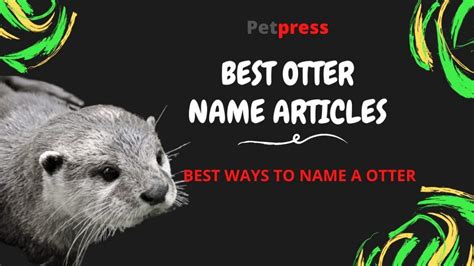 200 Otter Names And The Cutest Names For Otters