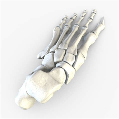 Human Bone Foot 3d Model