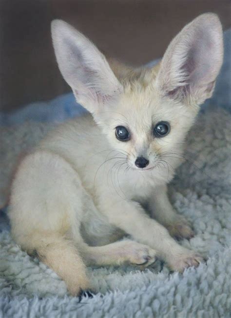Gaited missouri fox trotters for sale, all ages! Fennec Fox Animals For Sale | Lake Oswego, OR #184208
