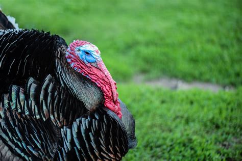 My favorite whole foods since moving to la is the one in glendale at 331 north glendale ave. 5 Fun Turkey Facts For Thanksgiving - Farmers' Almanac ...