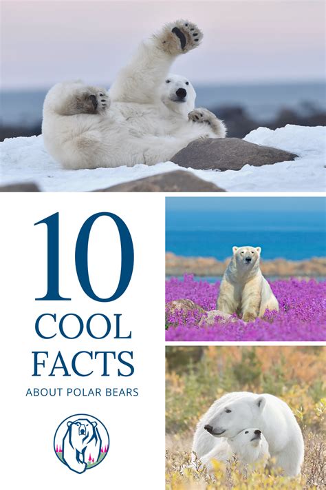 10 Cool Facts About Polar Bears Polar Bear Facts Polar Bear Polar