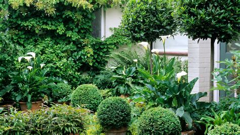 Landscaping With Evergreens 12 Ways To Make An Impact Gardeningetc