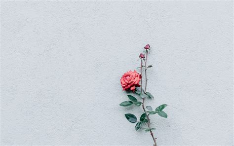 Minimalist wallpapers can be as simple as a solid color background with a singular object or a photograph with two distinctive contrasting features. Minimal Flower Wallpapers - Wallpaper Cave