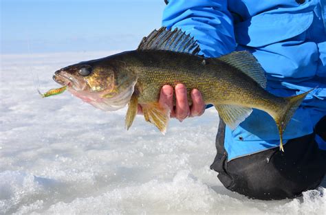 Various Media Experience Late Ice Walleyes On Lake Of The Woods Lake