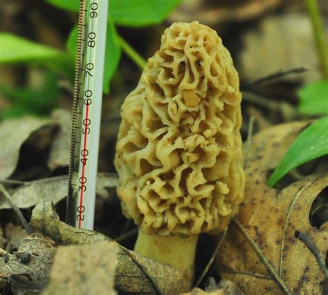 When It Comes To Morel Mushrooms — Timing is Everything | Iowa Wildlife ...