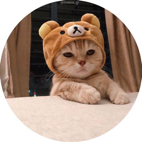 We would like to show you a description here but the site won't allow us. ICONOS_IG | 83k on Instagram: "Iconos de gatos ༺♥༻ ༺♥༻ ꒰⚡️ ...